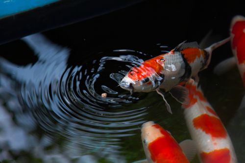 为什么鱼缸养锦鲤鱼这么容易死，鱼缸能养锦鲤吗