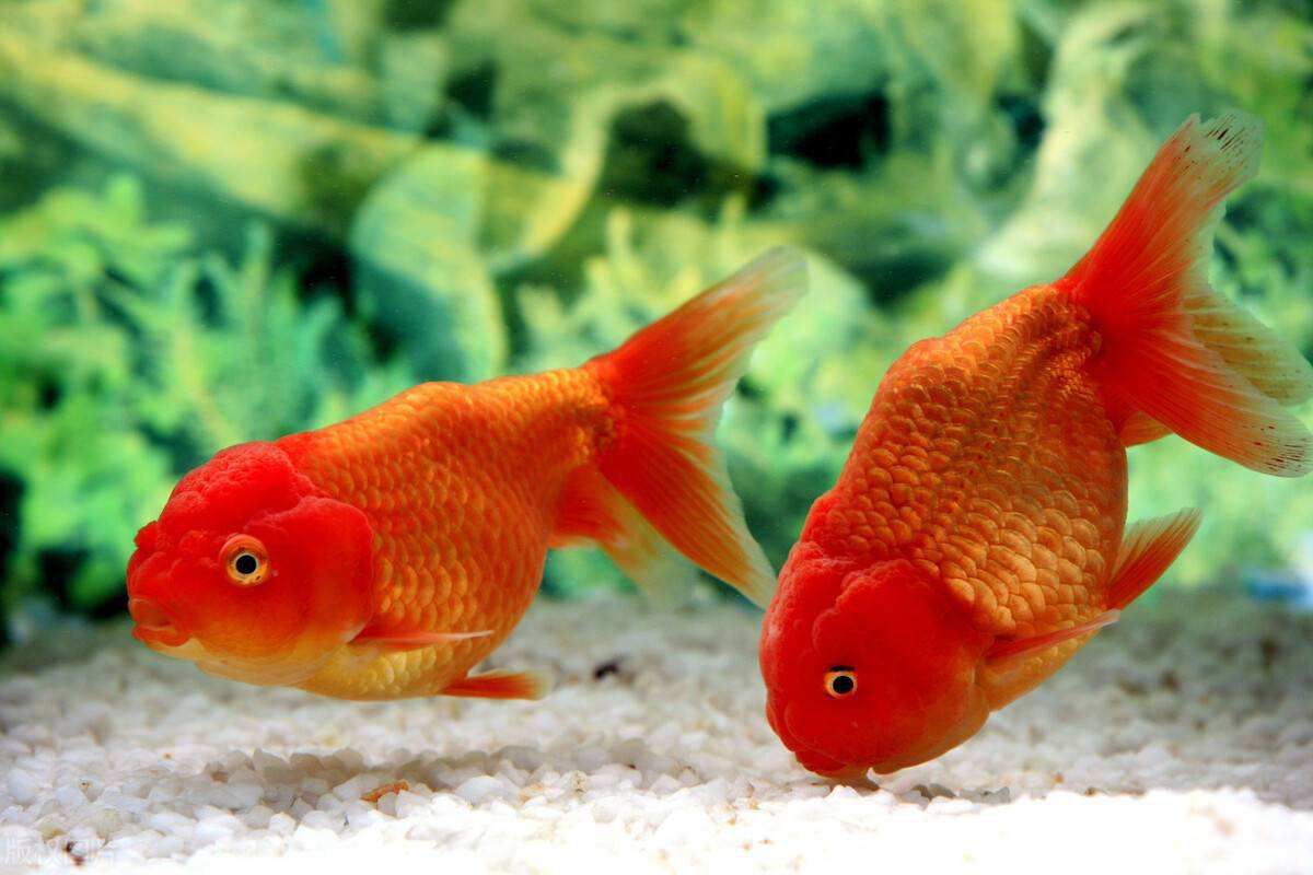 小金鱼在鱼缸能自然繁殖吗，繁殖需要什么条件