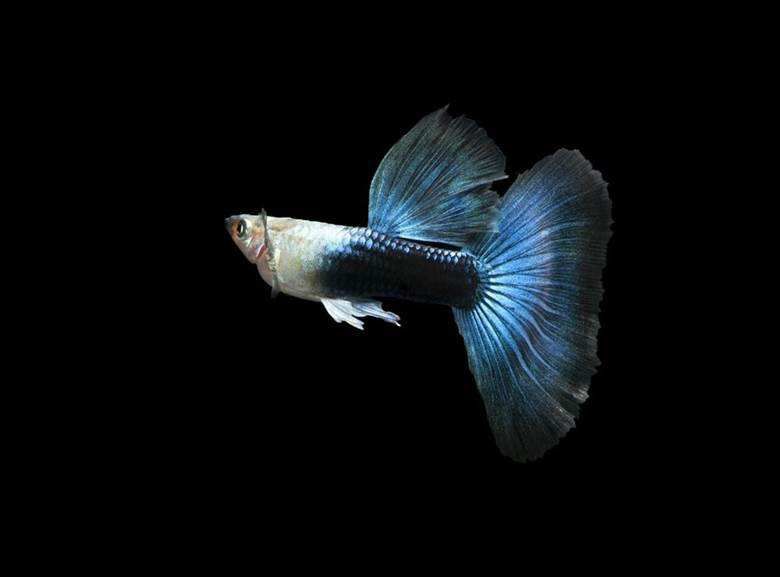 孔雀鱼产卵后多久出小鱼，怎么才能繁殖小鱼