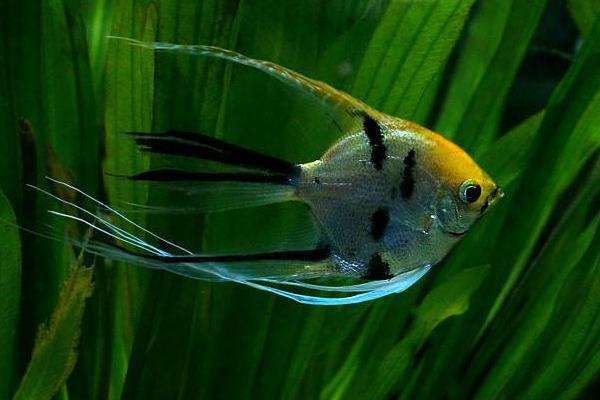 神仙鱼是淡水鱼吗，能用海水养吗
