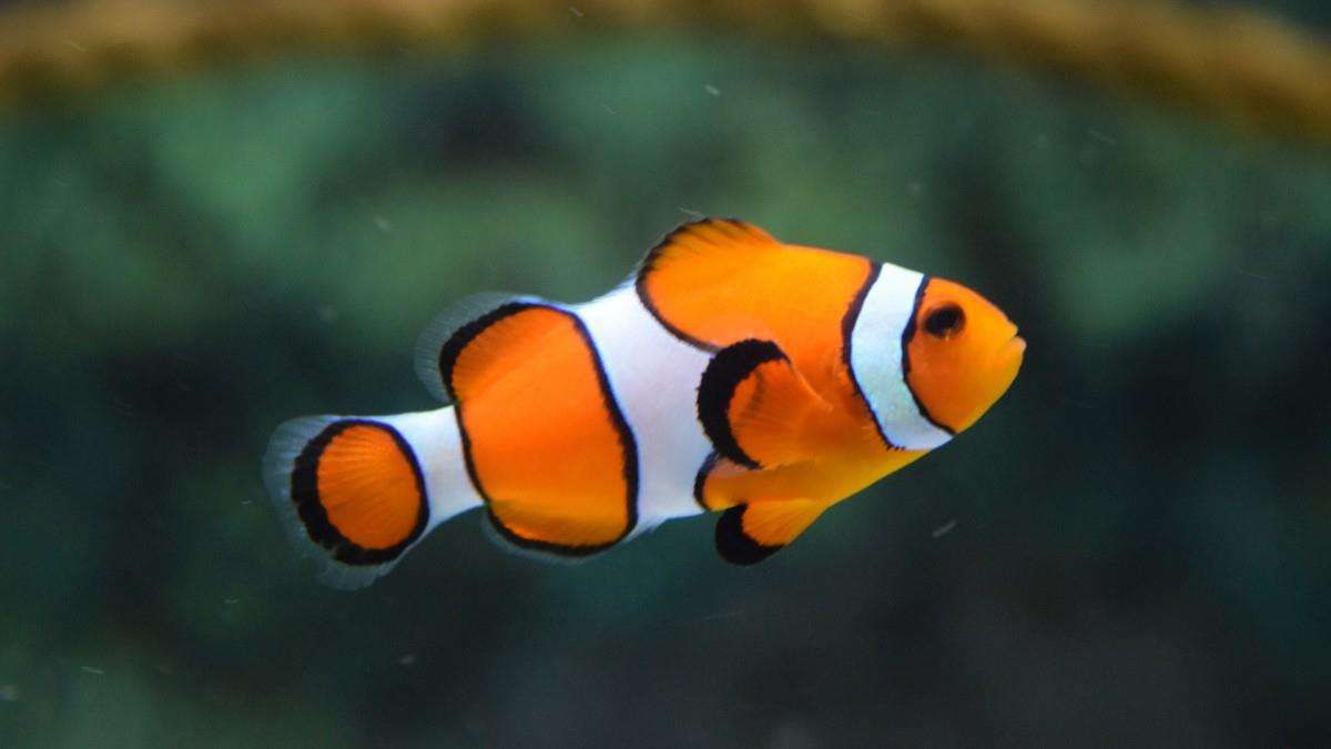 小丑鱼会变性吗，怎么分辨公母